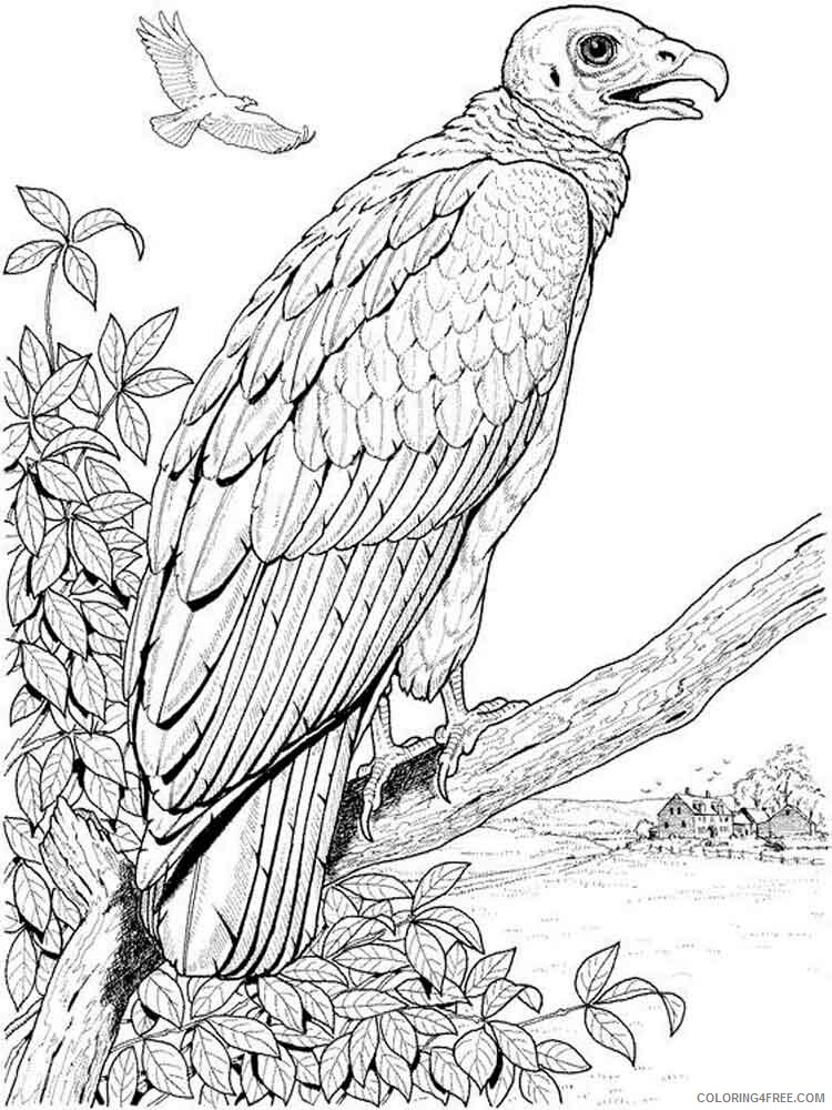 Vultures Coloring Pages Animal Printable Sheets Vultures birds 10 2021 4949 Coloring4free