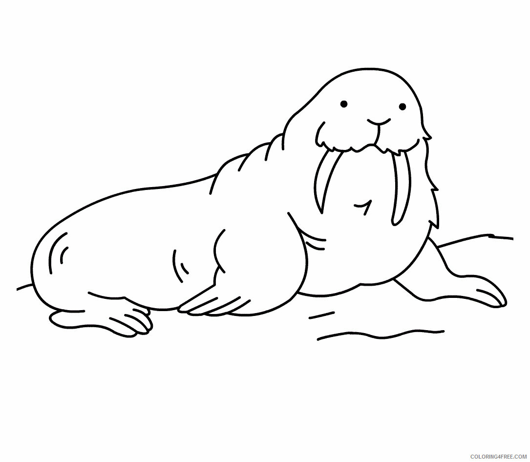 Walrus Coloring Pages Animal Printable Sheets Free Cloring of Walrus 2021 Coloring4free