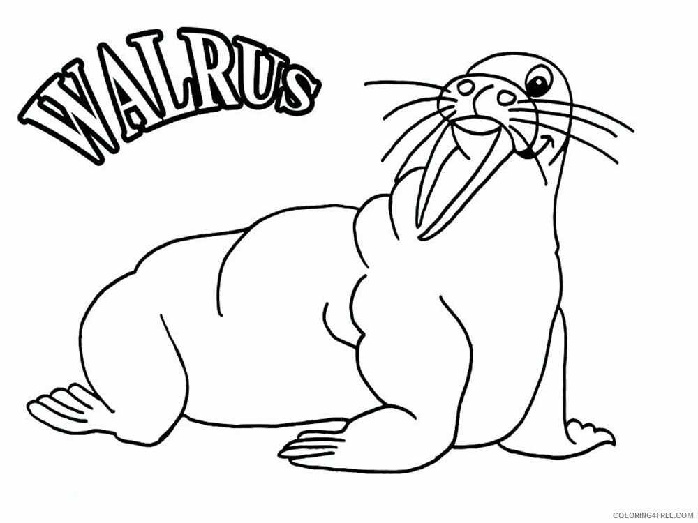 Walrus Coloring Pages Animal Printable Sheets Walrus 12 2021 4959 Coloring4free