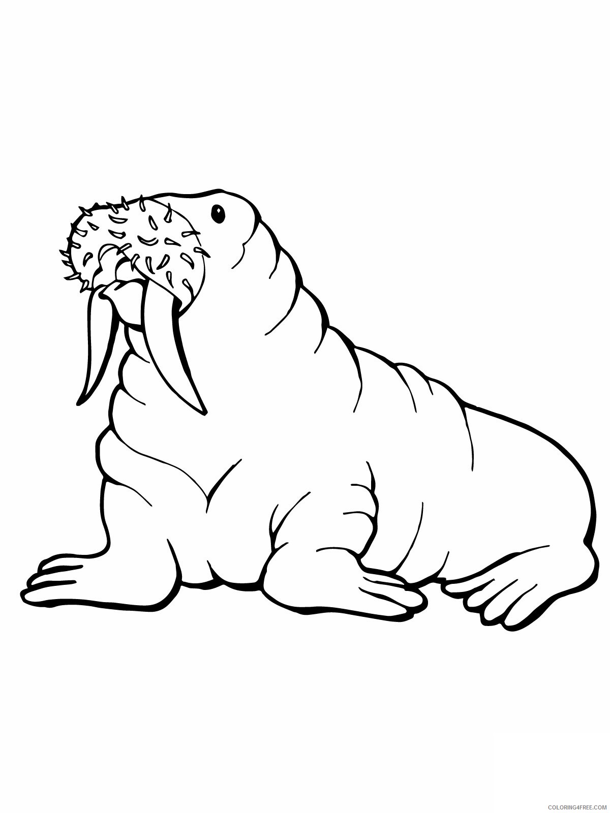 Walrus Coloring Pages Animal Printable Sheets Walrus 2021 4957 Coloring4free