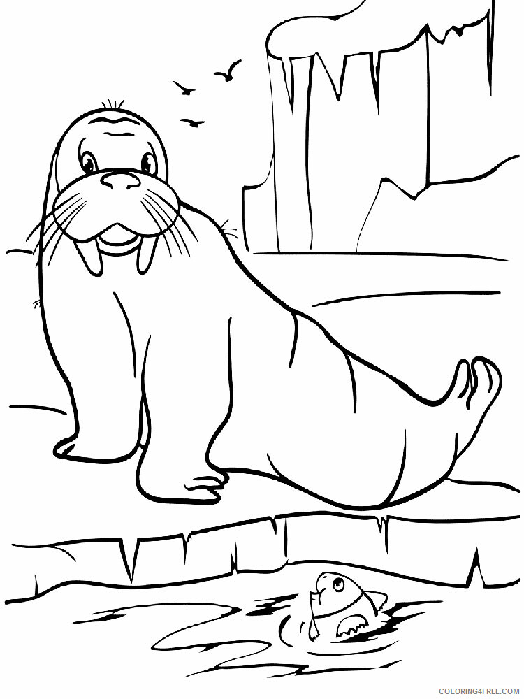 Walrus Coloring Pages Animal Printable Sheets Walrus 5 2021 4960 Coloring4free