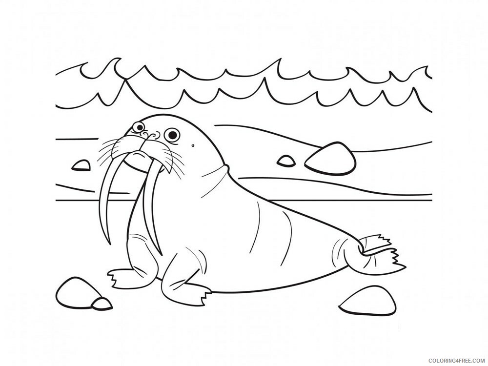 Walrus Coloring Pages Animal Printable Sheets Walrus 8 2021 4961 Coloring4free