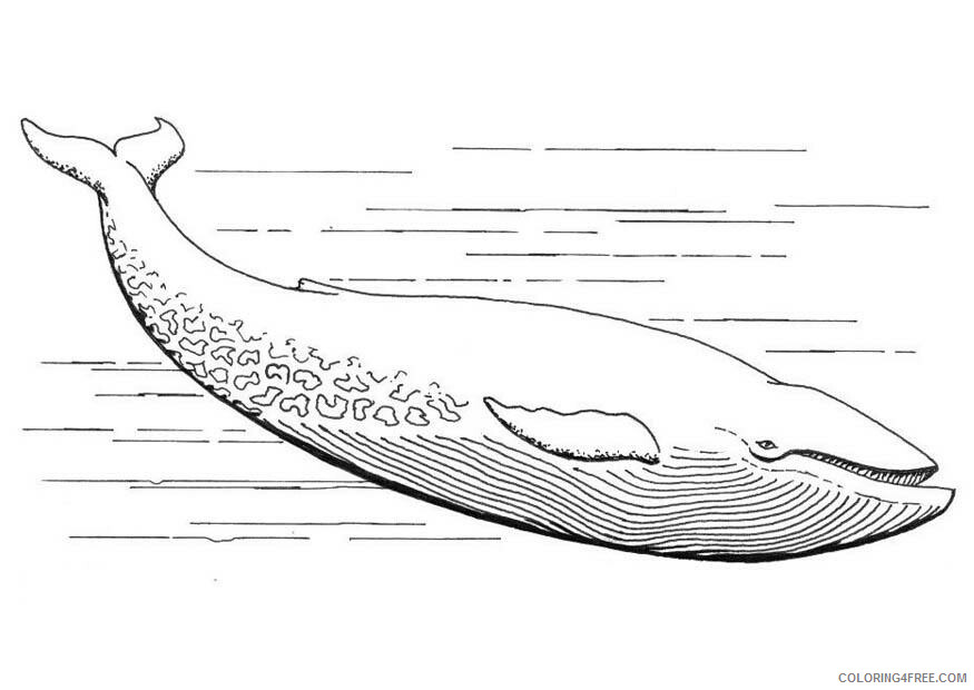Whale Coloring Pages Animal Printable Sheets Sperm Whale 2021 4990 Coloring4free