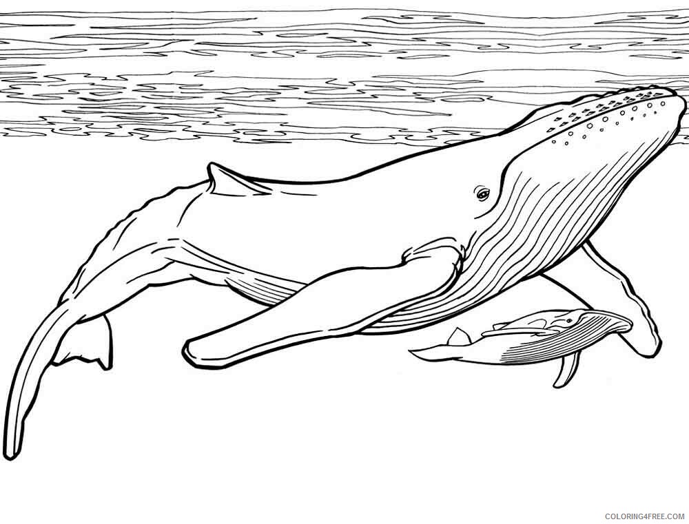 Whale Coloring Pages Animal Printable Sheets animals whale 1 2021 4973 Coloring4free