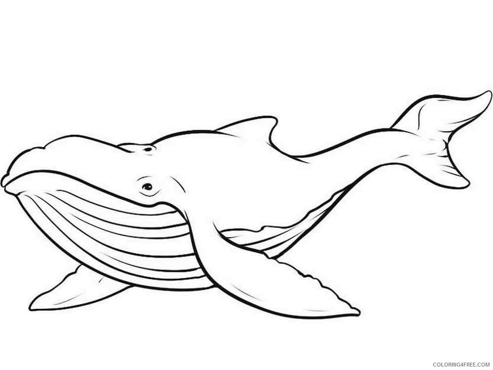 Whale Coloring Pages Animal Printable Sheets animals whale 8 2021 4978 Coloring4free