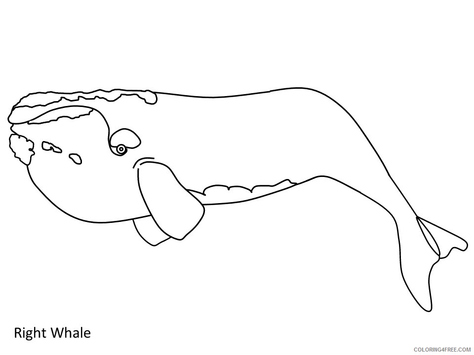 Whale Coloring Pages Animal Printable Sheets whale right 2021 4999 Coloring4free