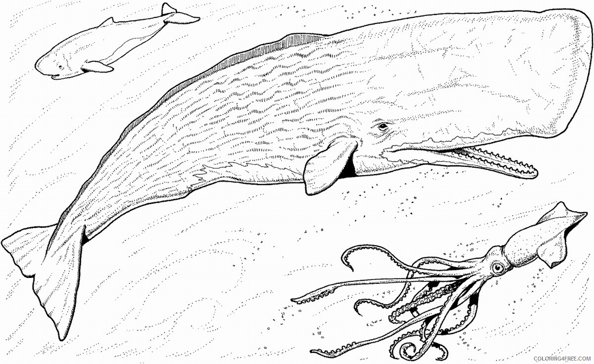 Whale Coloring Pages Animal Printable Sheets whale_cl_12 2021 4993 Coloring4free