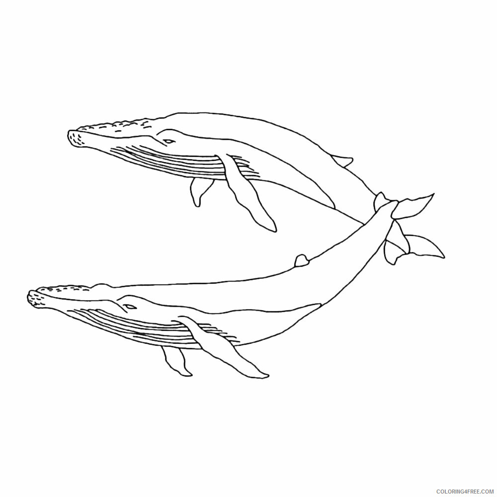 Whale Coloring Sheets Animal Coloring Pages Printable 2021 4537 Coloring4free