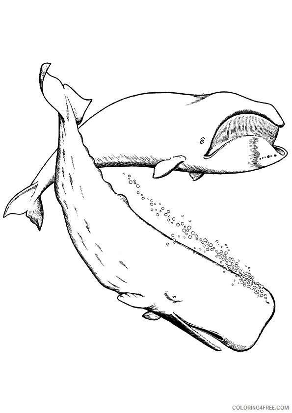 Whale Coloring Sheets Animal Coloring Pages Printable 2021 4554 Coloring4free