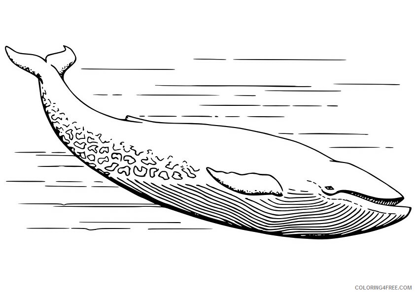 Whale Coloring Sheets Animal Coloring Pages Printable 2021 4555 Coloring4free