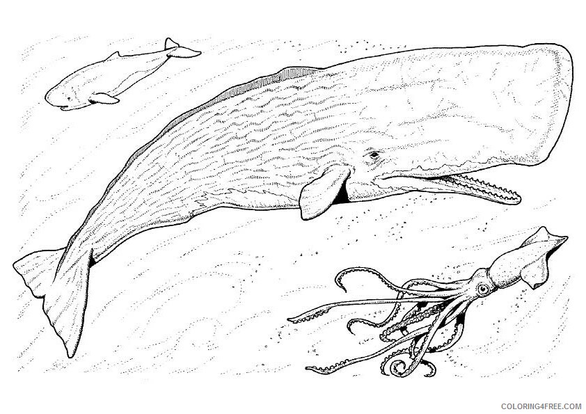 Whale Coloring Sheets Animal Coloring Pages Printable 2021 4557 Coloring4free