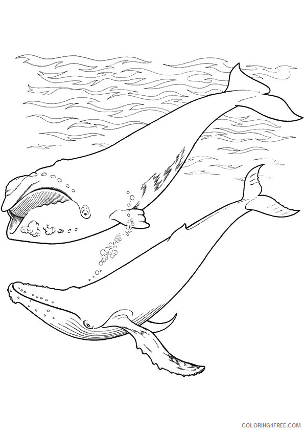 Whale Coloring Sheets Animal Coloring Pages Printable 2021 4562 Coloring4free
