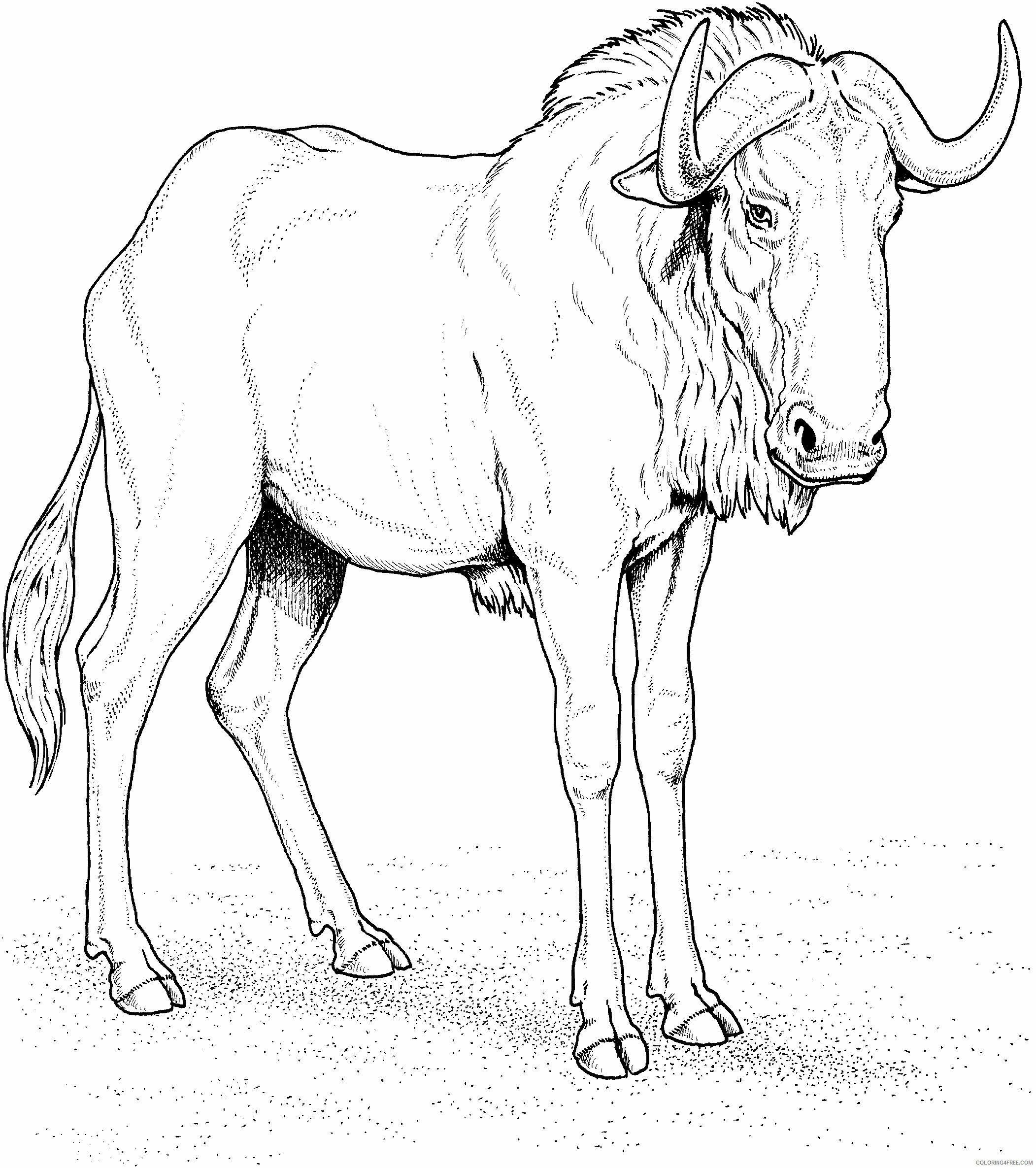 Wildebeest Coloring Pages Animal Printable Sheets Blue Wildebeest 2021 5026 Coloring4free