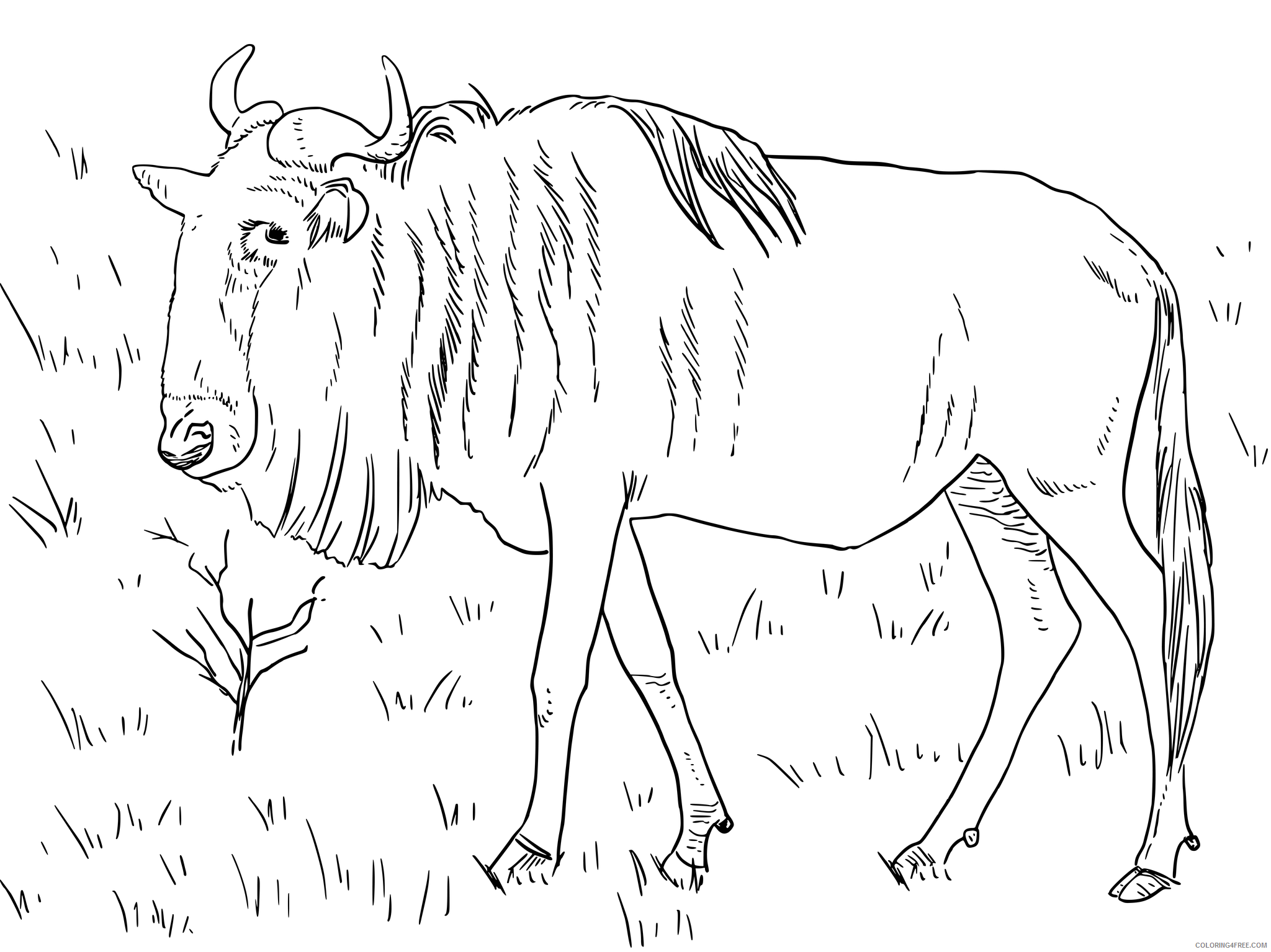 Wildebeest Coloring Pages Animal Printable Sheets Wildebeest 2021 5030 Coloring4free