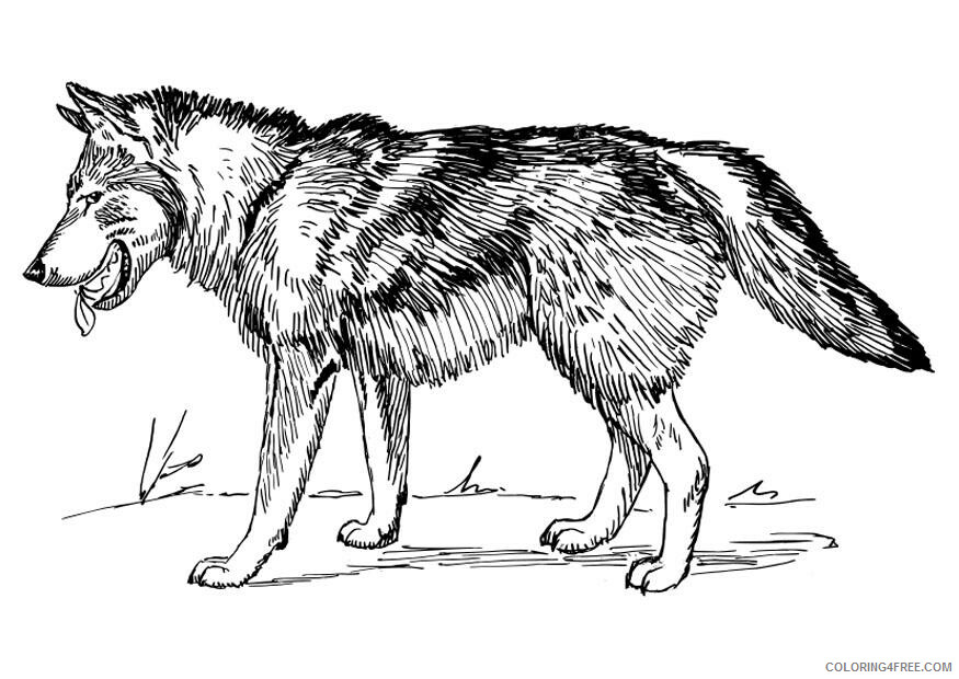 Wolf Coloring Pages Animal Printable Sheets Wolf 2021 5069 Coloring4free