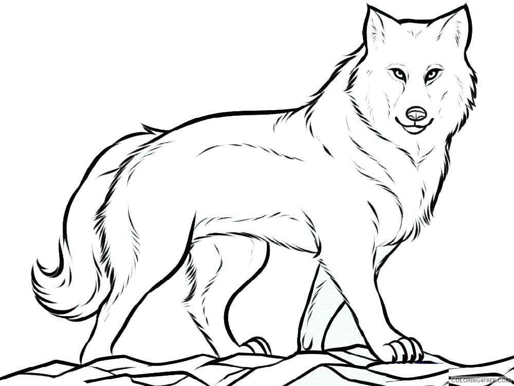 Wolf Coloring Pages Animal Printable Sheets animals wolf 4 2021 5043 Coloring4free