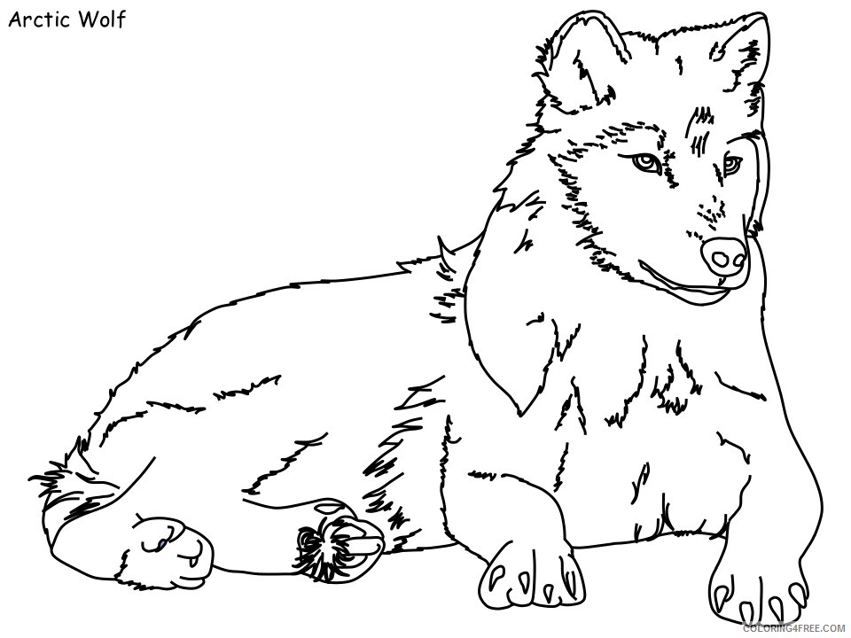 Wolf Coloring Pages Animal Printable Sheets arctic wolf 2021 5038 Coloring4free