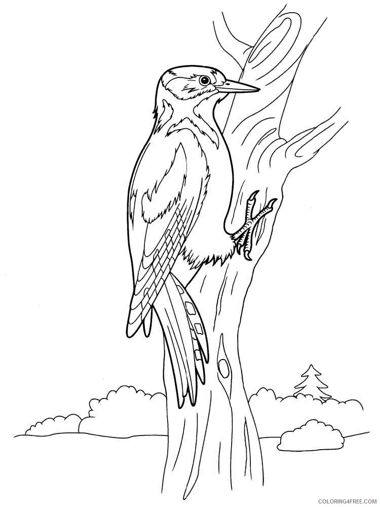 Woodpeckers Coloring Pages Animal Printable Sheets Woodpeckers birds 1 2021 5081 Coloring4free