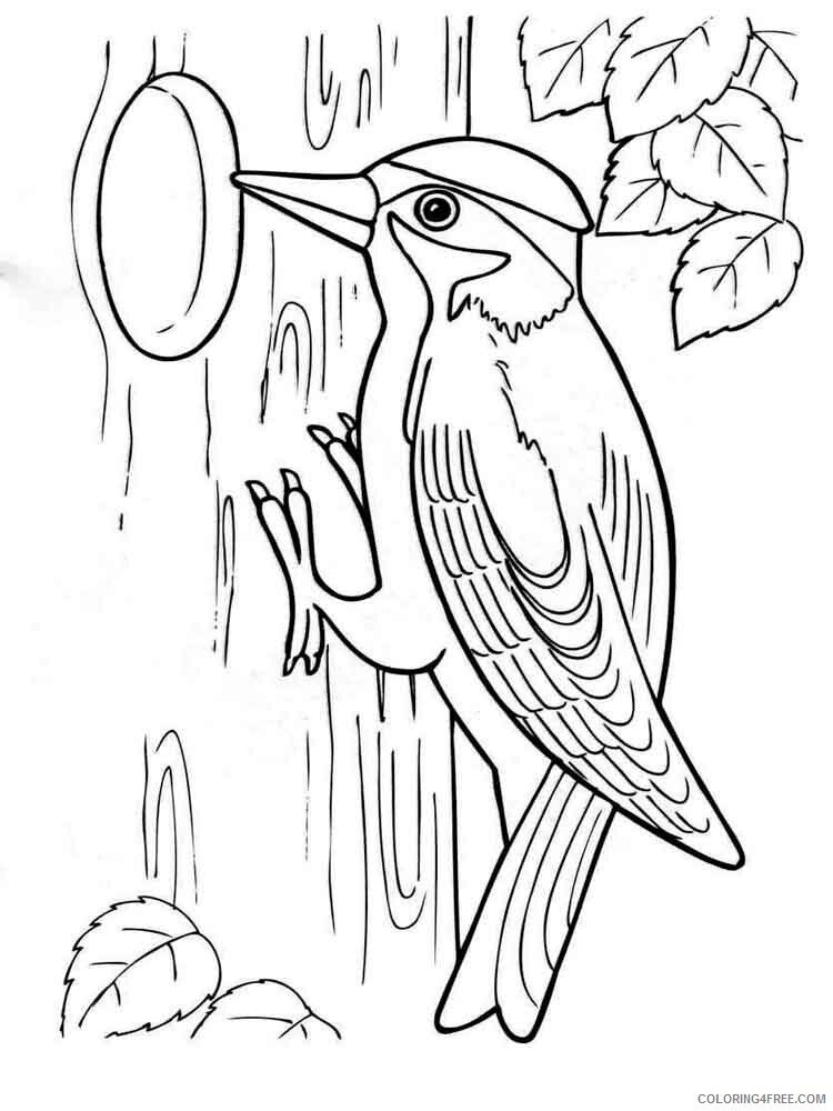 Woodpeckers Coloring Pages Animal Printable Sheets Woodpeckers birds 2 2021 5084 Coloring4free