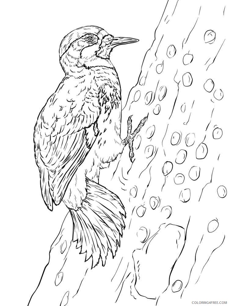 Woodpeckers Coloring Pages Animal Printable Sheets Woodpeckers birds 3 2021 5085 Coloring4free