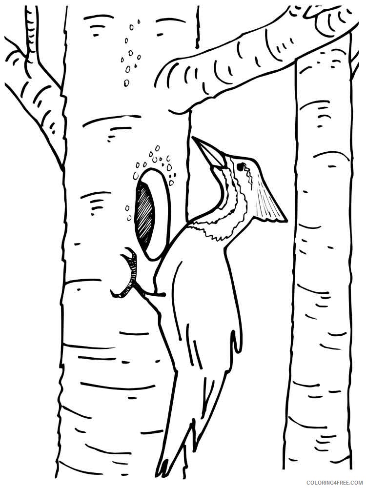 Woodpeckers Coloring Pages Animal Printable Sheets Woodpeckers birds 5 2021 5087 Coloring4free