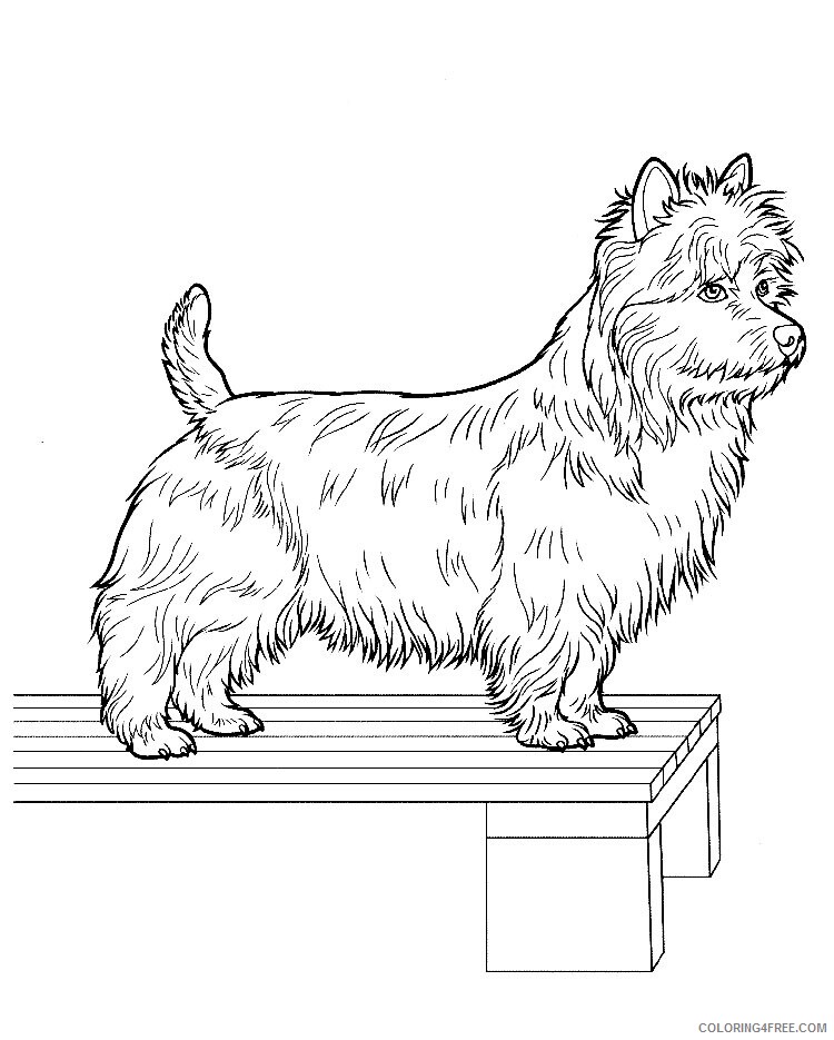 Yorkshire Terrier Coloring Pages Animal Printable Sheets 2021 5090 Coloring4free