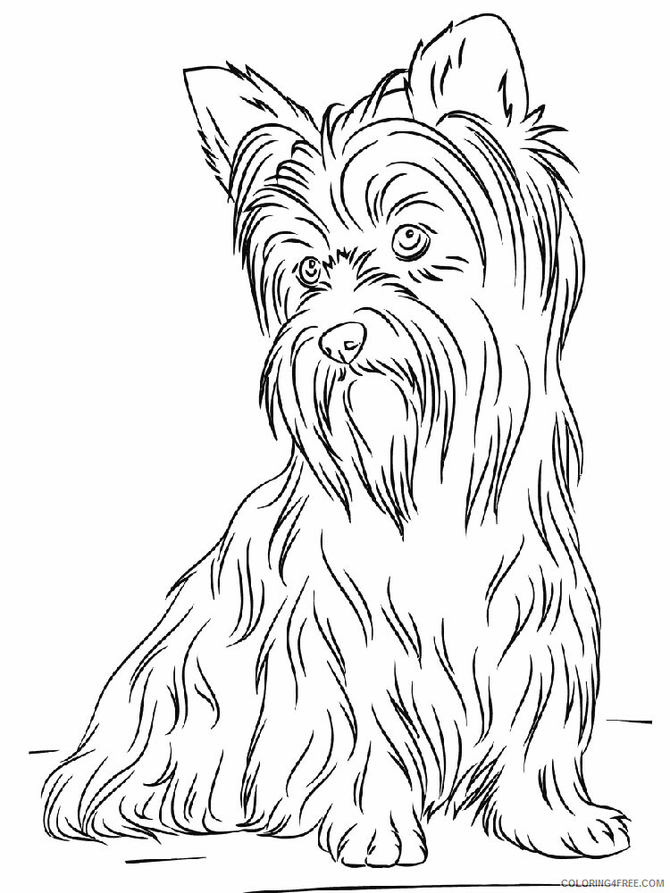 Yorkshire Terrier Coloring Pages Animal Printable Sheets 2021 5092 Coloring4free