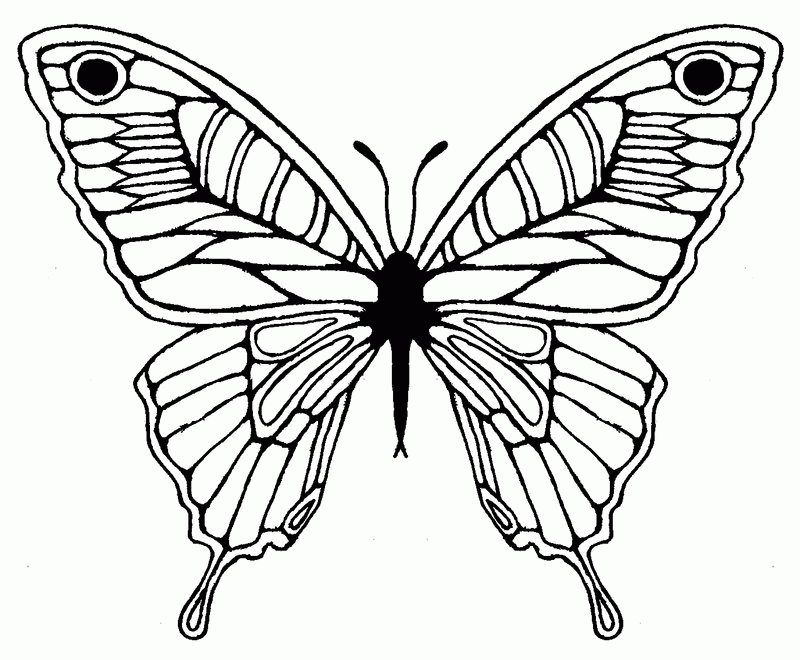 A Picture of a Butterfly Printable Sheets Butterfly Sketch gif 2021 a 0287 Coloring4free