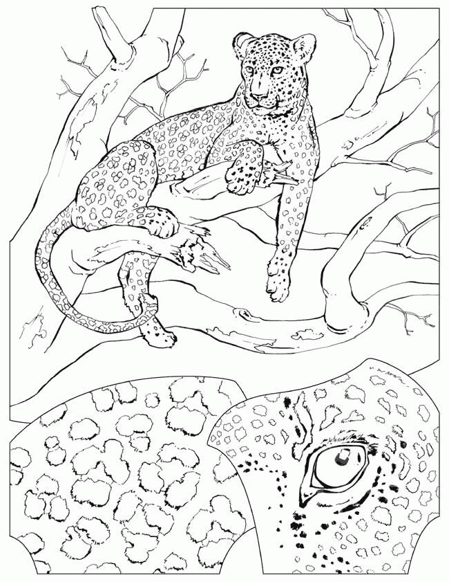 A Picture of a Cheetah Printable Sheets Cheetah Coloringpages1001 gif 2021 a 0293 Coloring4free
