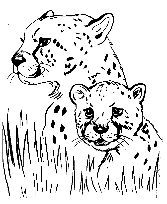 A Picture of a Cheetah Printable Sheets Cheetah Female Cheetah 2021 a 0294 Coloring4free