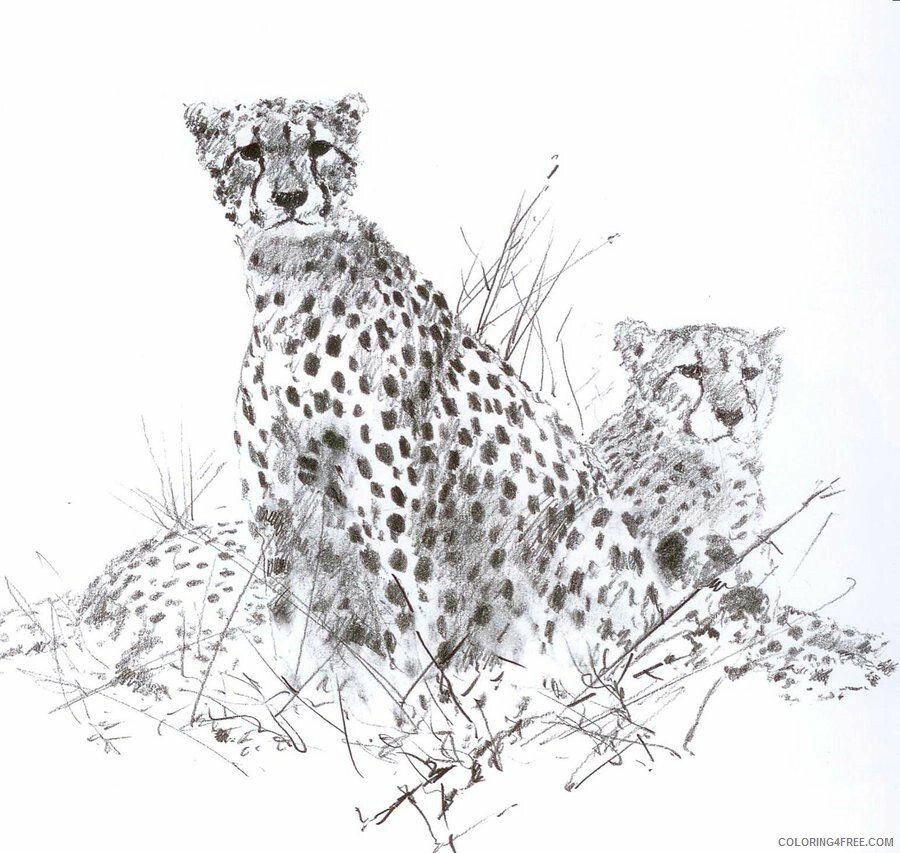 A Picture of a Cheetah Printable Sheets Cheetah by cosmogenesis on deviantART 2021 a 0292 Coloring4free