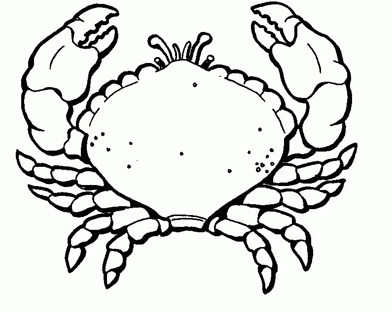 A Picture of a Crab Printable Sheets Free Printable Crab Pages 2021 a 0319 Coloring4free