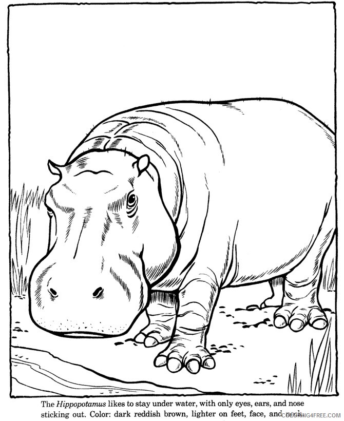 A Picture of a Hippo Printable Sheets Hippo Page Pages 2021 a 0361 Coloring4free