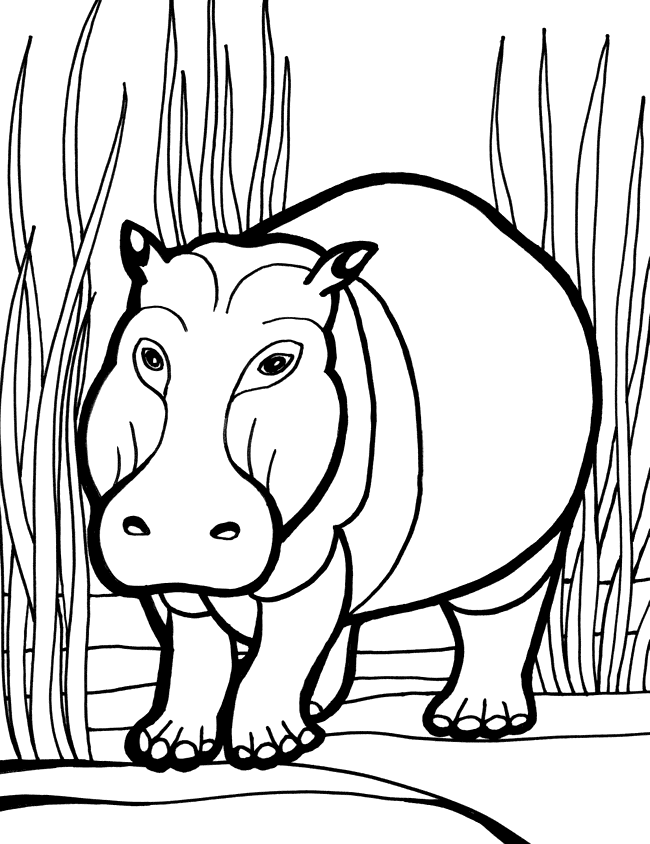 A Picture of a Hippo Printable Sheets Hippopotamus Hippo page Animals 2021 a Coloring4free