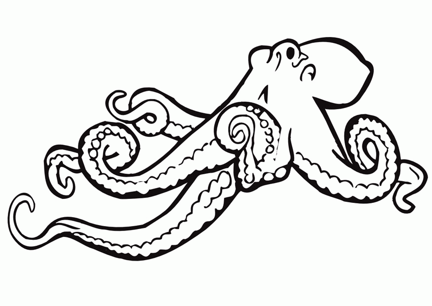 A Picture of a Octopus Printable Sheets Octopus Page Free Coloring 2021 a 0428 Coloring4free