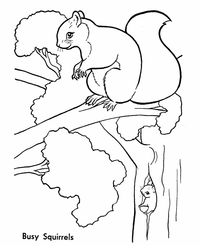 A Picture of a Squirrel Printable Sheets Wild Animal Tree 2021 a 0452 Coloring4free