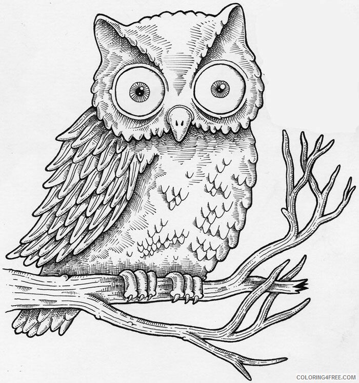 A Picture of an Owl Printable Sheets owl larger jpg jpg 2021 a 0514 Coloring4free