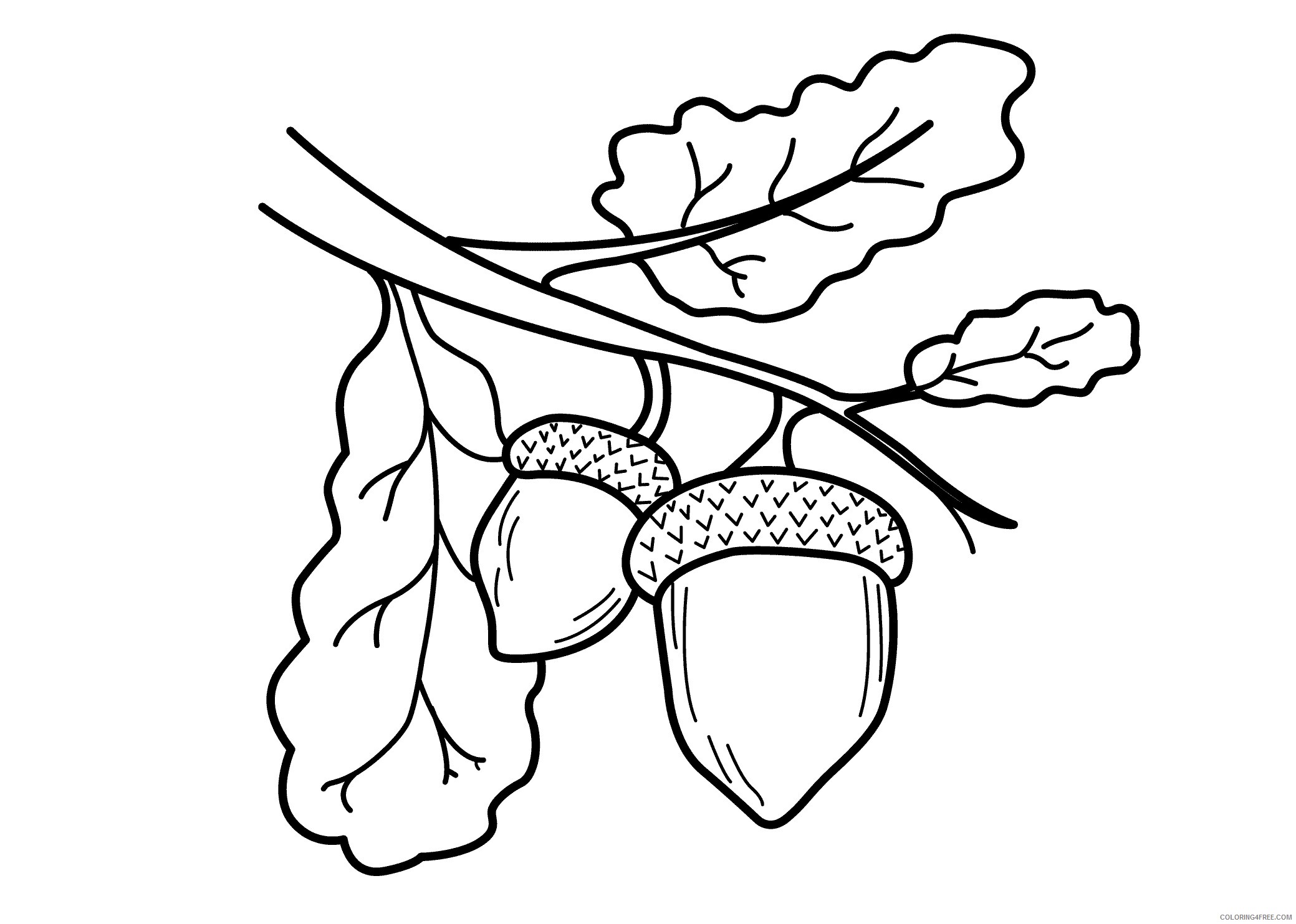 Acorns Coloring Pages Printable Sheets Wallpapers Page Nature Acorn 2021 a 1497 Coloring4free