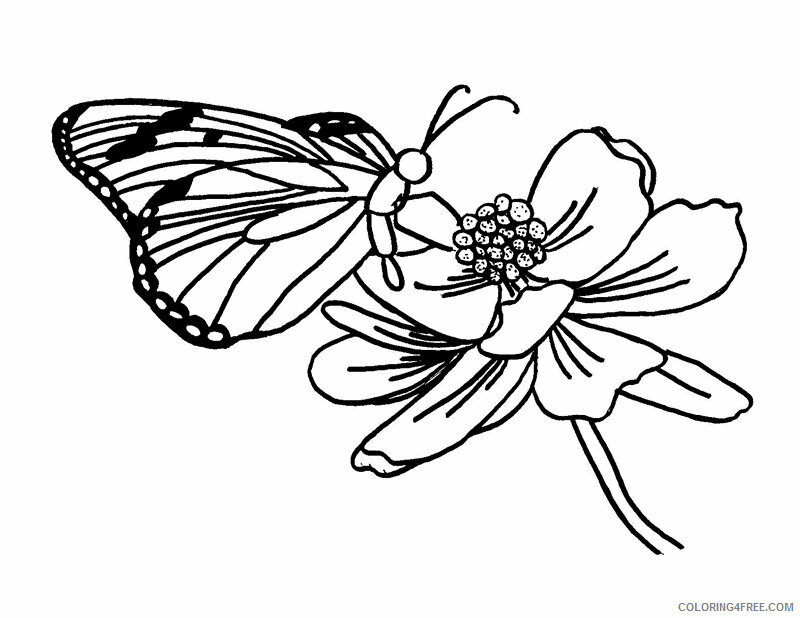 Adult Coloring Pages Flowers Printable Sheets Butterfly ColoringMates 1 2021 a 1925 Coloring4free