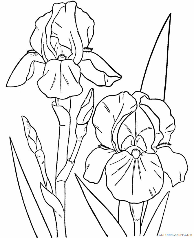 Adult Flower Coloring Pages Printable Sheets Pin by Amy Fox on 2021 a 2190 Coloring4free