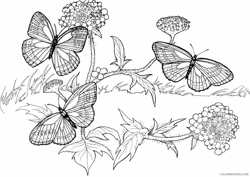 Adult Printable Coloring Pages Printable Sheets dificult for adults 2021 a 2266 Coloring4free