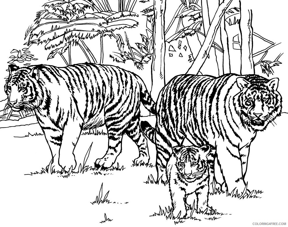 Advanced Coloring Book Pages Printable Sheets free advanced tiger pages 2021 a 2347 Coloring4free