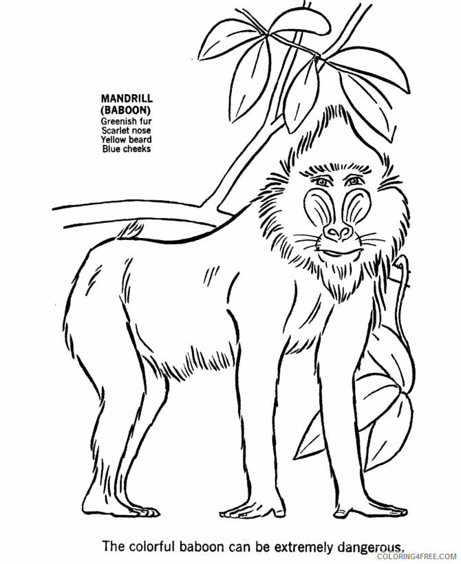 Africa Coloring Pages for Kids Printable Sheets Wild Animal Baboon 2021 a 2730 Coloring4free