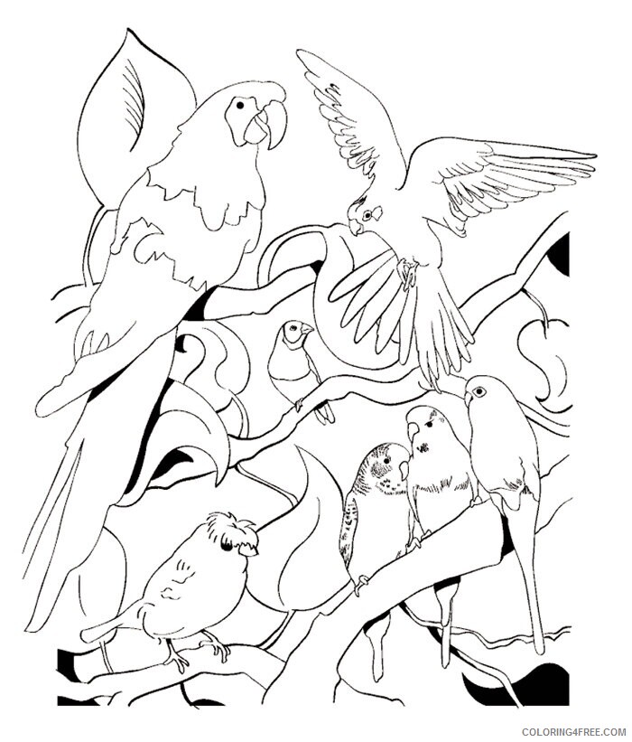 African Coloring Pages Printable Sheets Pet Bird Parrot Finch 2021 a 2800 Coloring4free