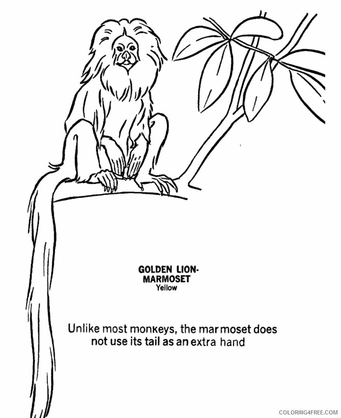 African Coloring Pages Printable Sheets Wild Animal Marmoset 2021 a 2802 Coloring4free