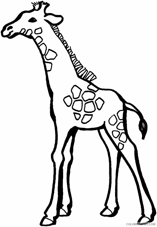 All About Giraffes for Kids Printable Sheets Giraffe ColoringMates 5 2021 a 3860 Coloring4free