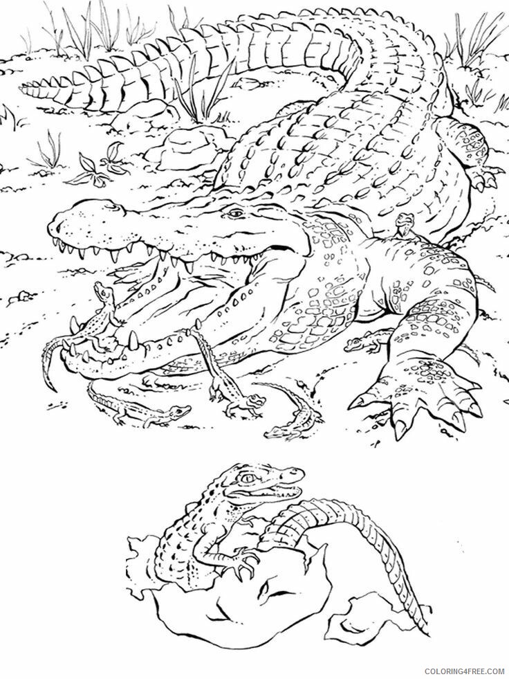 Alligator Color Printable Sheets Pin by Laura Peachey on 2021 a 4295 Coloring4free