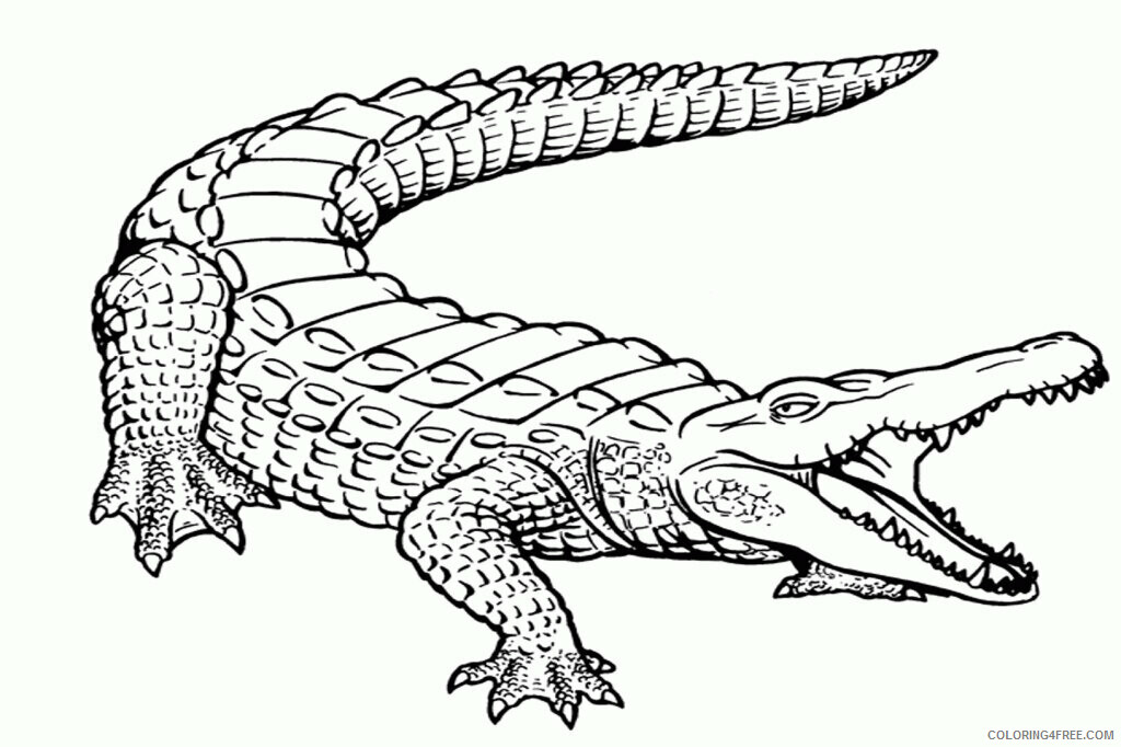 Alligator Coloring Pages Printable Sheets Alligator Page Free Coloring 2021 a 4302 Coloring4free