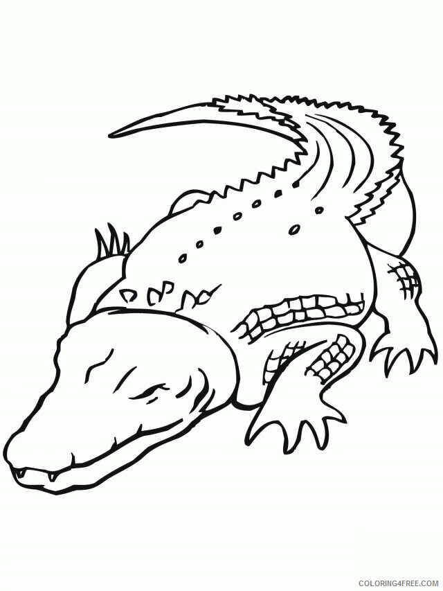 Alligator Coloring Pages Printable Sheets Dazzling Alligator Coloring 2021 a 4314 Coloring4free