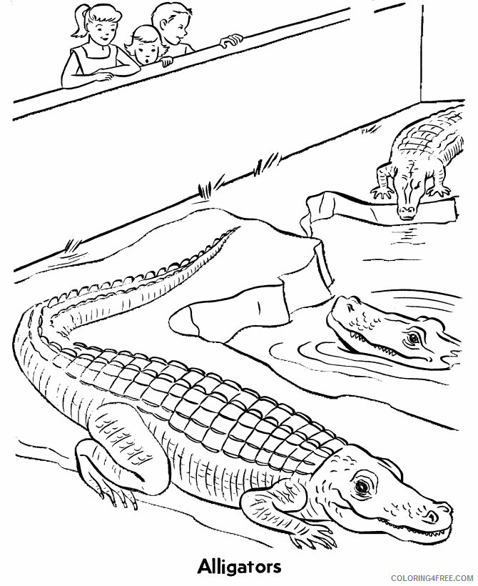 Alligator Coloring Sheet Printable Sheets Zoo Reptile Zoo 2021 a 4340 Coloring4free